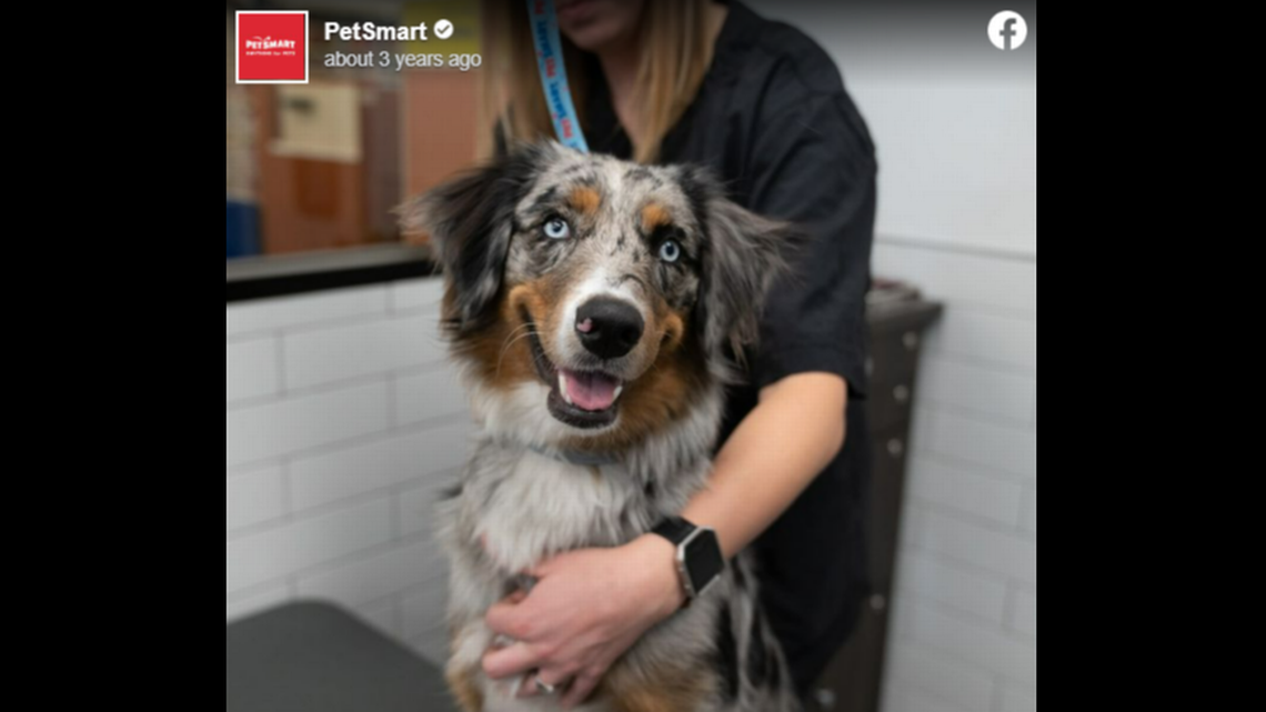 Groomers Say PetSmart Leaves Them In Debt For Free Training The   Petsmart Fitted 